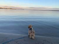 Hundeauslaufgebiet-Hundestrand Eckernförde-Bild