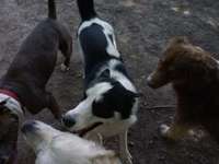 Hundeauslaufgebiet-Lohfelden-Bild