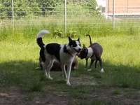 Hundeauslaufgebiet-Lohfelden-Bild