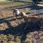 Hundeauslaufgebiet-Lohfelden-Bild