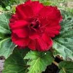 Ersteller:in Anie Profilbild