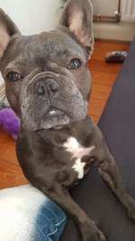 Suchmeldung-Blueberry-Bild