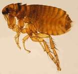 Hilfe gegen Läuse/Flöhe-Beitrag-Bild