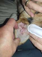 Hund aus Andalusien mit "Knubbeln, Warzen" im Ohr-Beitrag-Bild