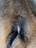 Hund aus Andalusien mit "Knubbeln, Warzen" im Ohr-Beitrag-Bild