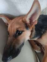 Hund aus Andalusien mit "Knubbeln, Warzen" im Ohr-Beitrag-Bild