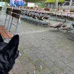 Hundeauslaufgebiet-Wildpark Hundshaupten-Bild