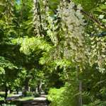 Hundeauslaufgebiet-Bamberger Hainpark (Theresienhain/Luisenhain/Botanischer Garten mit Weiher)-Bild