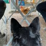 Hundeauslaufgebiet-Wildpark Hundshaupten-Bild