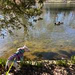 Hundeauslaufgebiet-Bamberger Hainpark (Theresienhain/Luisenhain/Botanischer Garten mit Weiher)-Bild