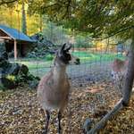 Hundeauslaufgebiet-Wildpark Tambach-Bild