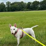 Hundeauslaufgebiet-Borstig-Bild