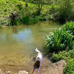 Hundeauslaufgebiet-Erbainsel-Bild