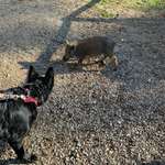 Hundeauslaufgebiet-Wildpark Tambach-Bild