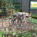Hundeauslaufgebiet-Wildpark Hundshaupten-Bild