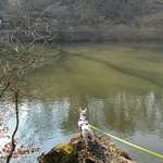 Hundeauslaufgebiet-Bamberger Hainpark (Theresienhain/Luisenhain/Botanischer Garten mit Weiher)-Bild