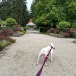 Hundeauslaufgebiet-Bamberger Hainpark (Theresienhain/Luisenhain/Botanischer Garten mit Weiher)-Bild