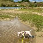 Hundeauslaufgebiet-Hundestrand Viereth-Bild