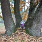 Hundeauslaufgebiet-Borstig-Bild