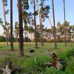 Hundeauslaufgebiet-Borstig-Bild