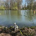 Hundeauslaufgebiet-Bamberger Hainpark (Theresienhain/Luisenhain/Botanischer Garten mit Weiher)-Bild