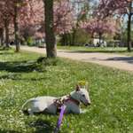 Hundeauslaufgebiet-Erbainsel-Bild