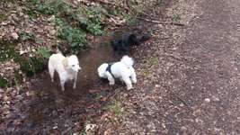 Hundeauslaufgebiet-Hollmuth Wald-Bild