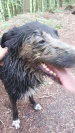 Hundeauslaufgebiet-Hollmuth Wald-Bild