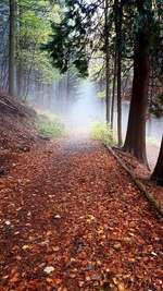 Hundeauslaufgebiet-Hollmuth Wald-Bild