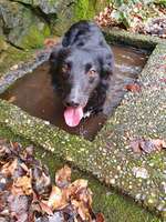 Hundeauslaufgebiet-Hollmuth Wald-Bild