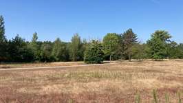 Hundeauslaufgebiet-Waldsee-Bild