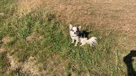 Hundeauslaufgebiet-Waldsee-Bild