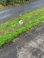 Hundeauslaufgebiet-Pelkum-Bild