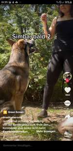 Suchmeldung-Simba-Bild