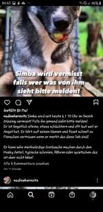 Suchmeldung-Simba-Bild