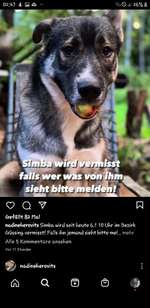 Suchmeldung-Simba-Bild