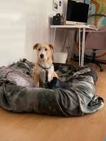 Ideen zur Rasse-Beitrag-Bild