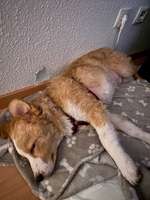 Ideen zur Rasse-Beitrag-Bild