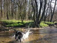 Hundeauslaufgebiet-Steinzeitpark Albersdorf-Bild