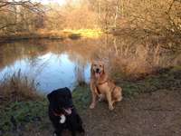 Hundeauslaufgebiet-Steinzeitpark Albersdorf-Bild