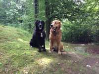 Hundeauslaufgebiet-Steinzeitpark Albersdorf-Bild