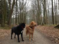 Hundeauslaufgebiet-Steinzeitpark Albersdorf-Bild