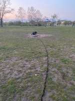Hundeauslaufgebiet-Alter Rebstockpark-Bild