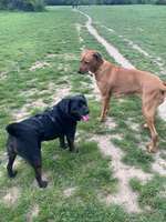 Hundeauslaufgebiet-Volkspark Niddapark-Bild