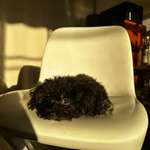 Ersteller:in Tsukasa Profilbild