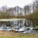 Hundeauslaufgebiet-Altes Waldbad-Bild