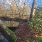 Hundeauslaufgebiet-Altes Waldbad-Bild