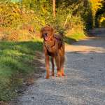 Suchmeldung-Gesichtet Golden Retriever o. Irish Sett-Bild
