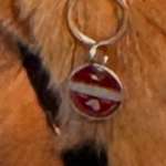 Suchmeldung-Gesichtet Golden Retriever o. Irish Sett-Bild