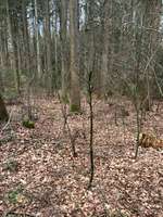 Hundeauslaufgebiet-Weiberrast Pfaffenhofen-Bild